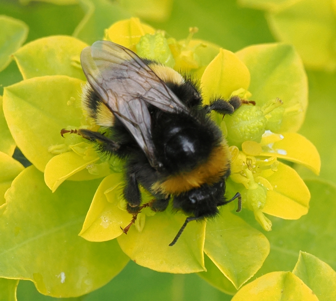 Bombus-sp